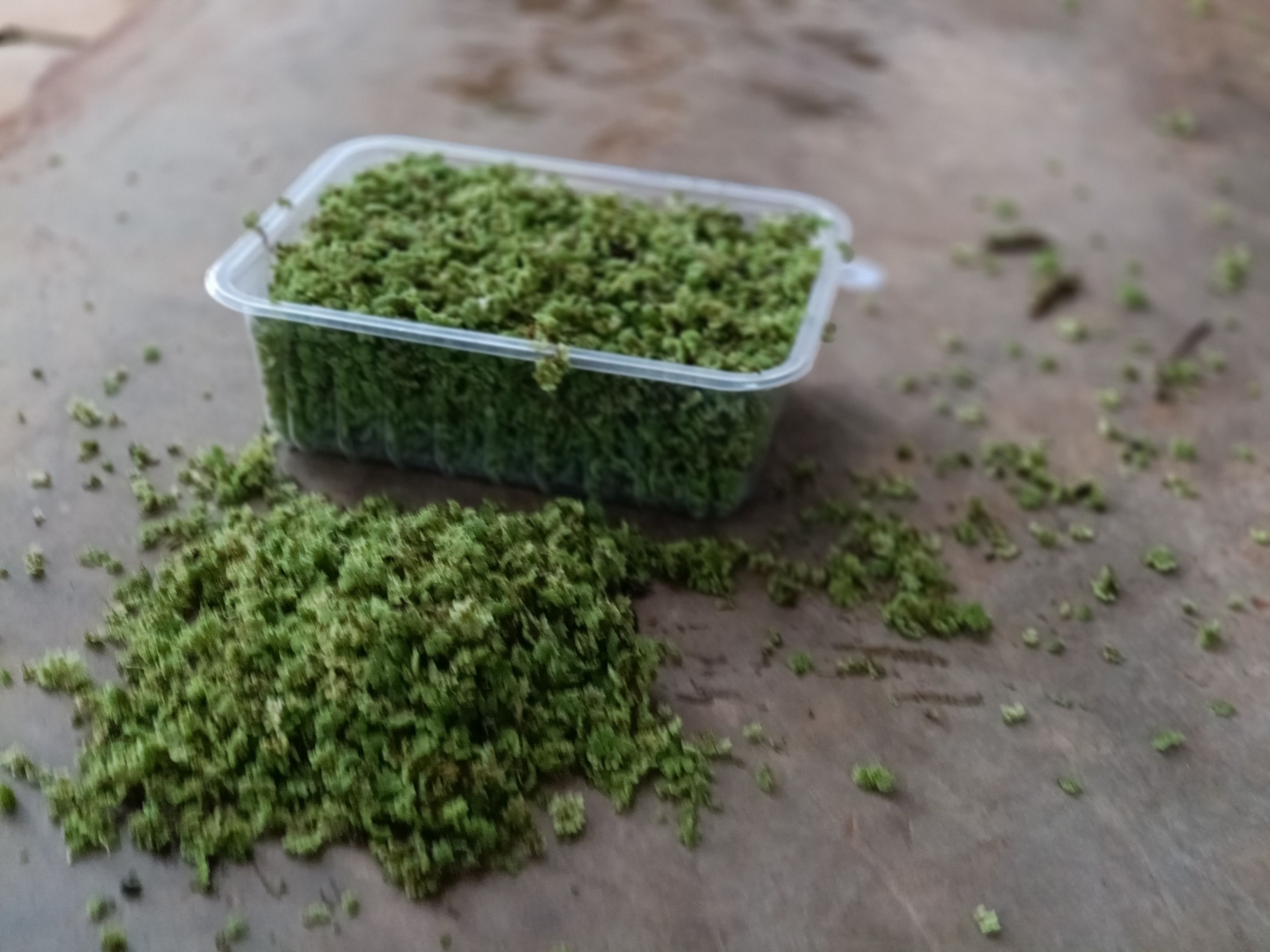 Azolla seeds for plating - 2000 ML + a free printed guide