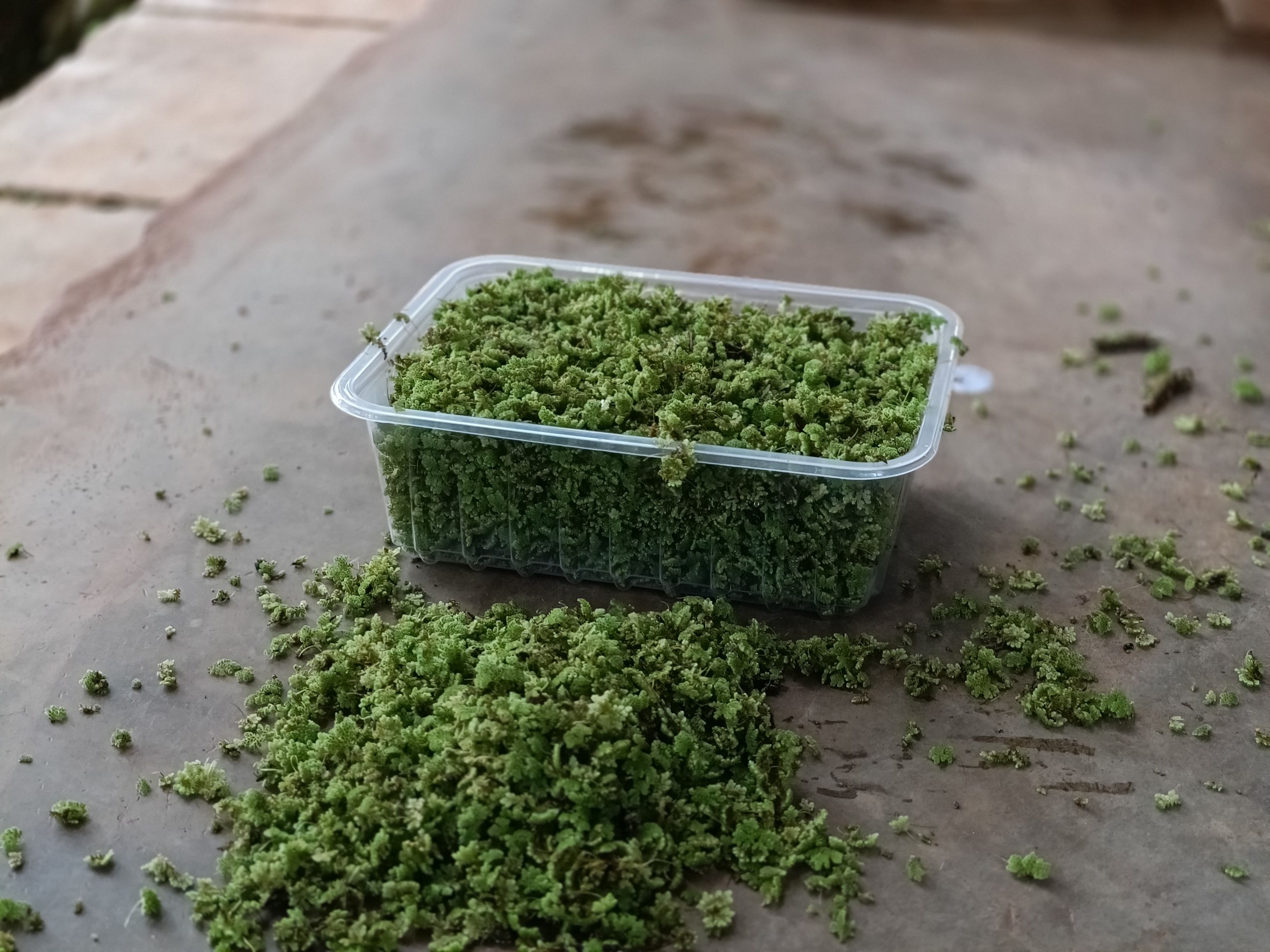 Azolla seeds for plating - 2000 ML + a free printed guide