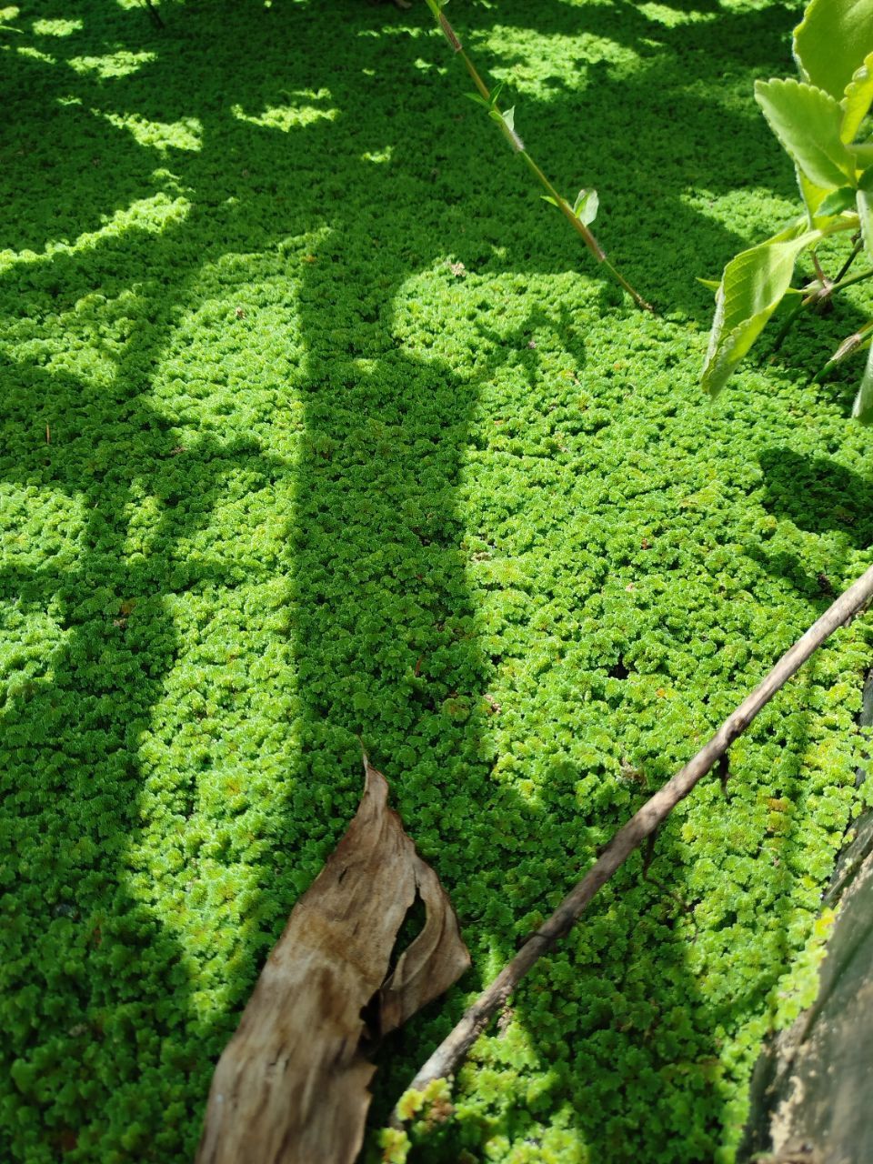 Buy azolla seedlings IN KENYA - 2000 ML with instructions guide- Azolla seeds with printed guide-
