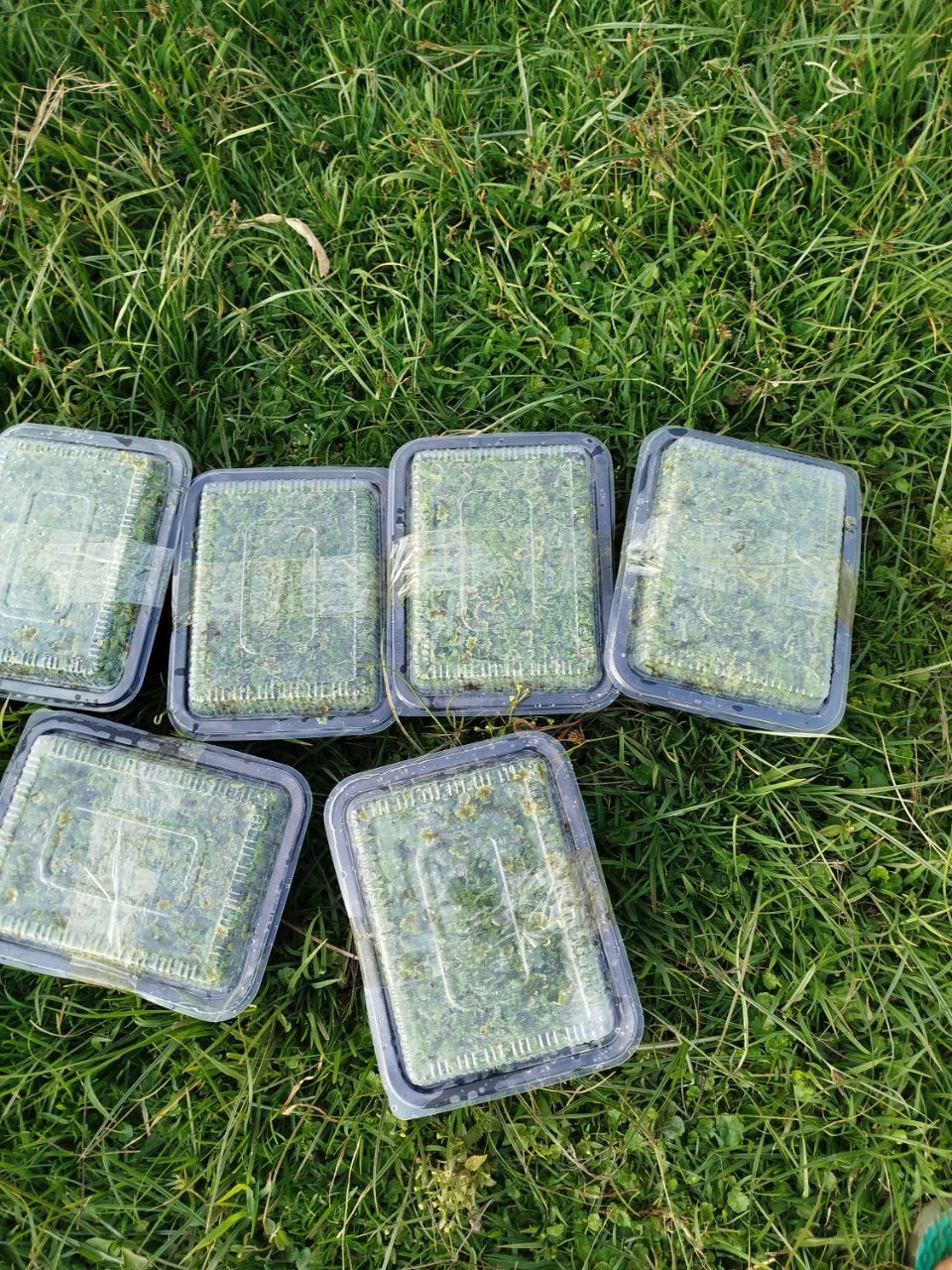 Buy azolla seedlings IN KENYA - 2000 ML with instructions guide- Azolla seeds with printed guide-