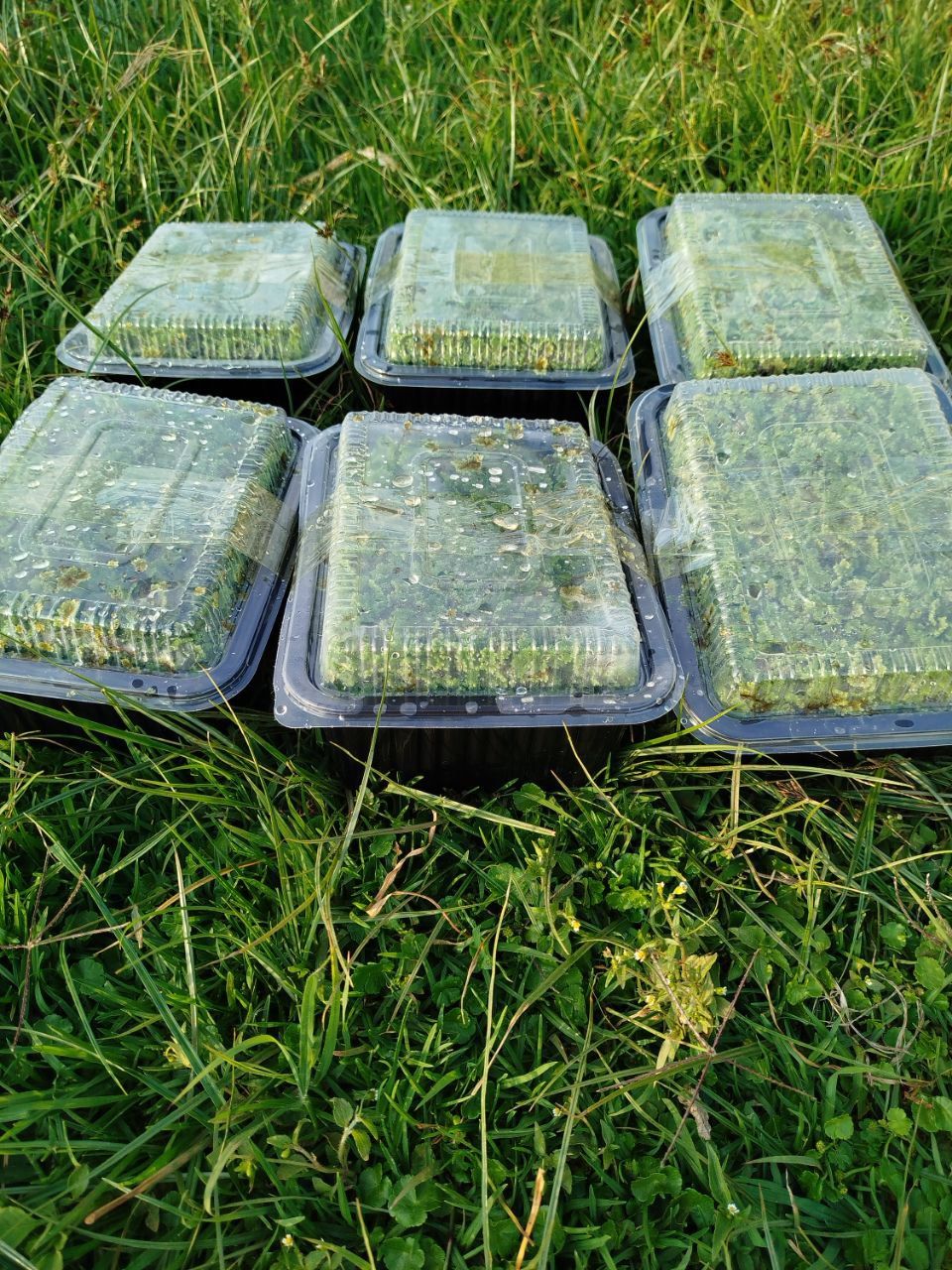 Buy azolla seedlings IN KENYA - 2000 ML with instructions guide- Azolla seeds with printed guide-