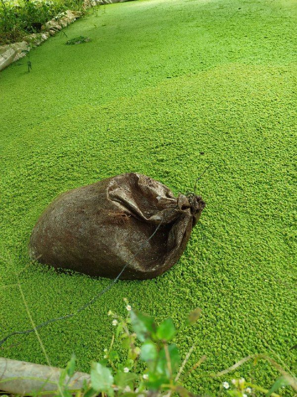 Azolla pinnata plant for lowering the cost of feeds  in Kenya