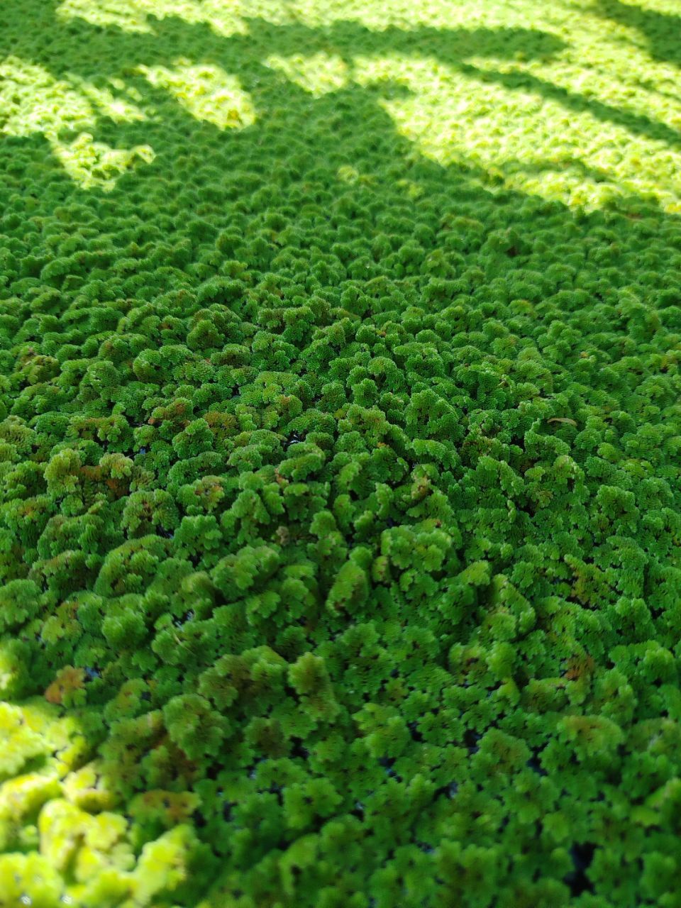 Azolla pinnata plant for lowering the cost of feeds  in Kenya