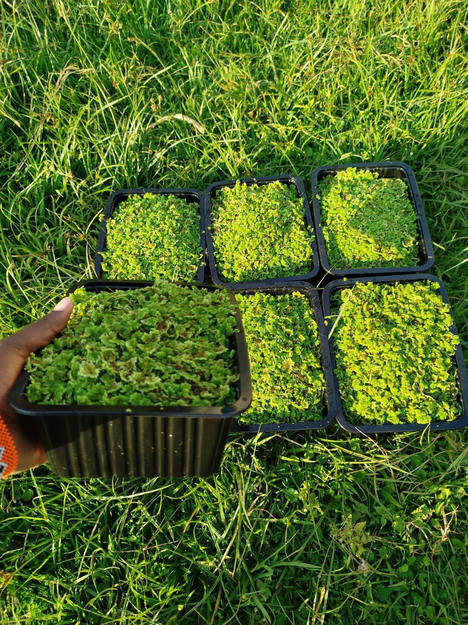 Azolla pinnata plant for lowering the cost of feeds  in Kenya