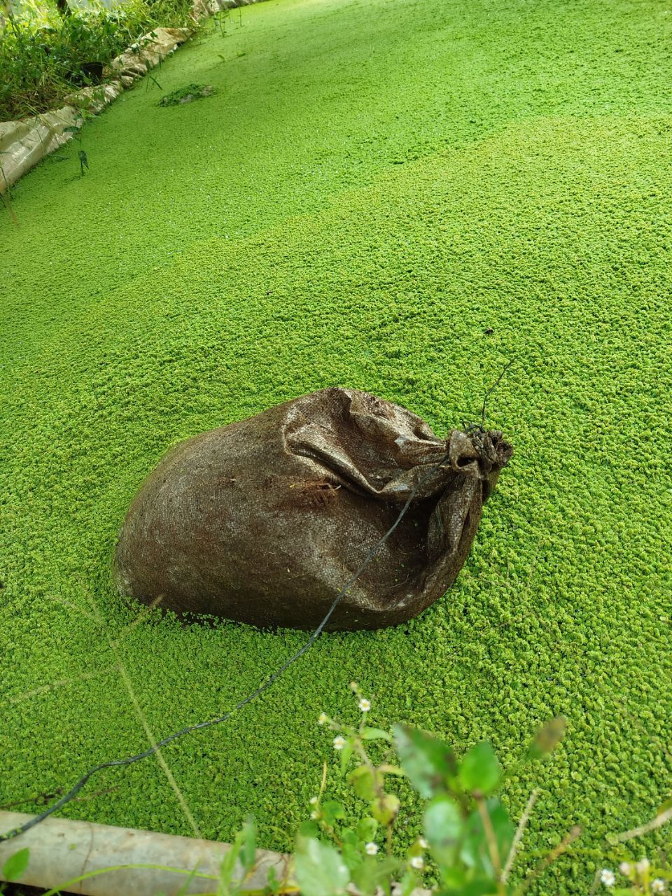 Azolla pinnata plant for lowering the cost of feeds  in Kenya