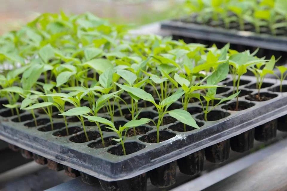 seedling planting trays - 288 holes - High quality and re usable trays