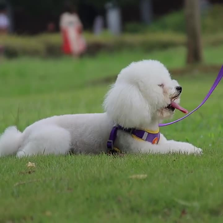Dog Harness Cat Harness Dogs Leashs Training Soft Mesh Chest Strap Supplies Pet Products