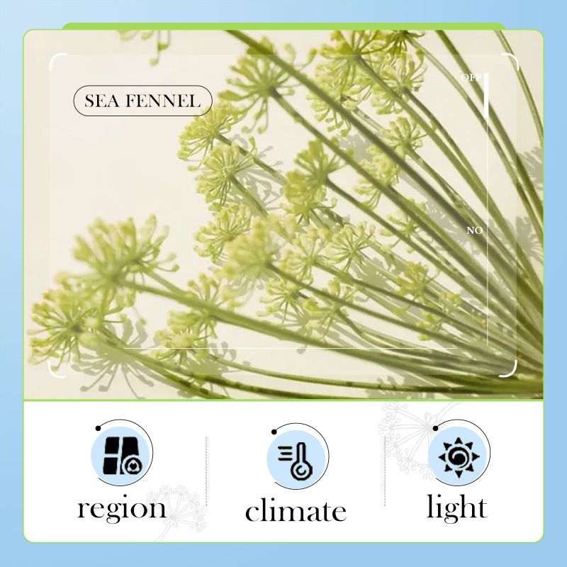 Sea Fennel Hyaluronic Acid Anti-Wrinkle Cream – Hydrating and Moisturizing Cream to Improve Fine Lines