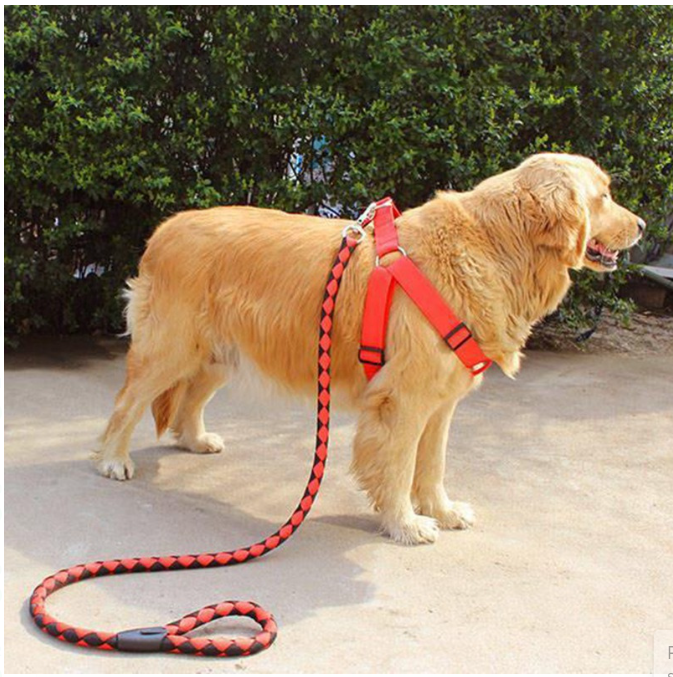 Dog Leash / Harness with Collar - Complete Set, Beautiful and Classy, Available in 3 Colors, Medium Size, Made of PU Leather, Adjustable Collar, Prevents Tangling of Hair Under Collar