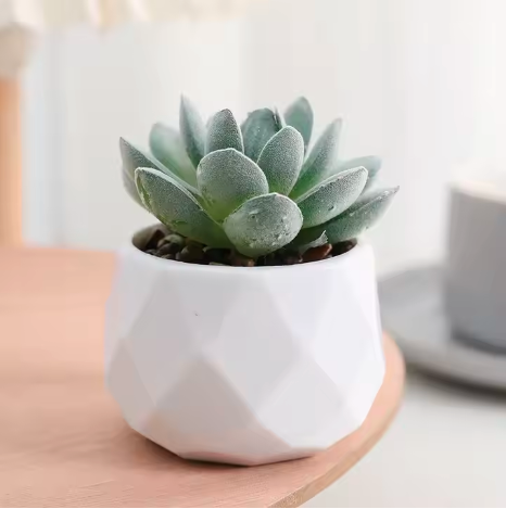 ARTIFICIAL POTTED SUCCULENTS FOR HOME DECOR/OFFICE TABLE/BATHROOMDECOR/BEDSIDE TABLE DECOR (GOLDEN VASE)