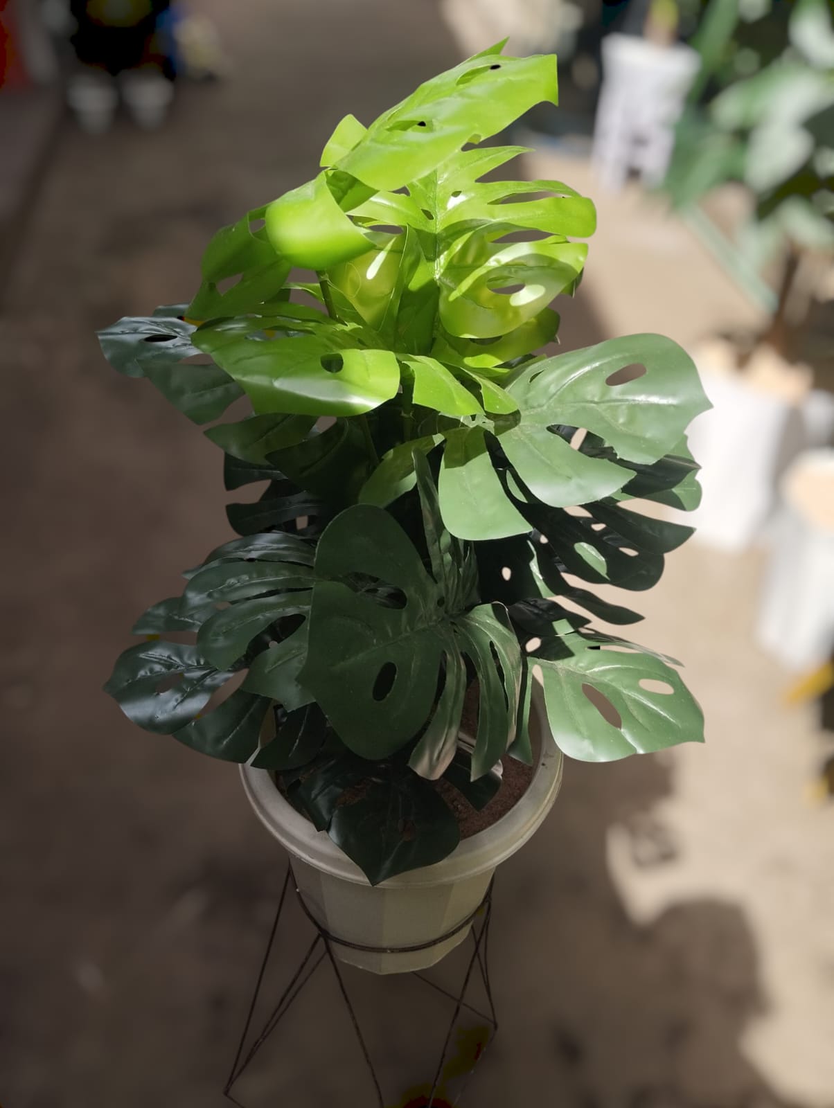Artificial Green Monstera Plant With White vase /Planter For Home Decor (Comes with 1kg white Pebbles and NO SAWDUST,METALLIC BLACK STAND NOT INCLUDED)