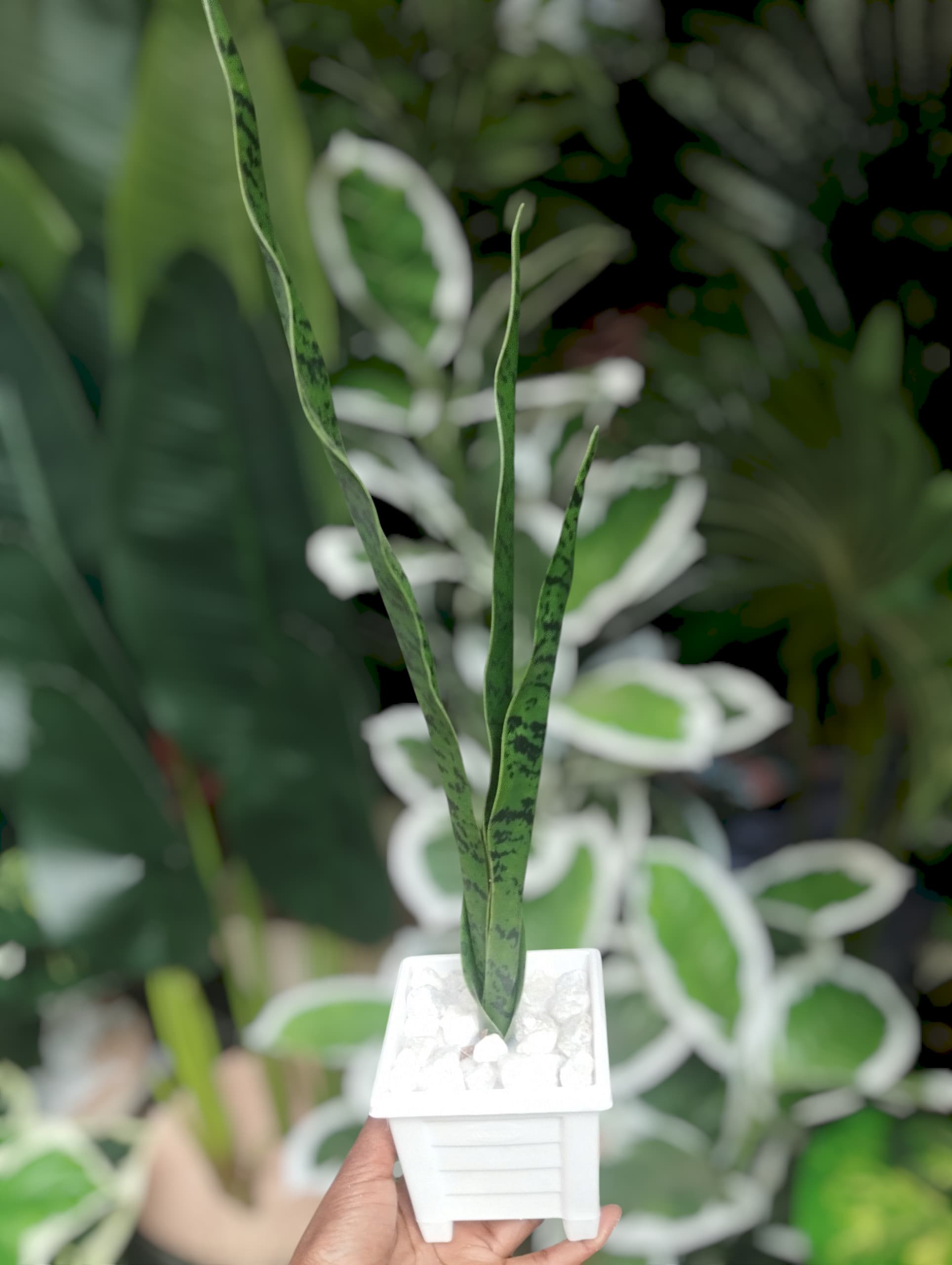 Artificial Green Potted Snake  Plant with White Modern square Pot/ Planter covered with white pebbles