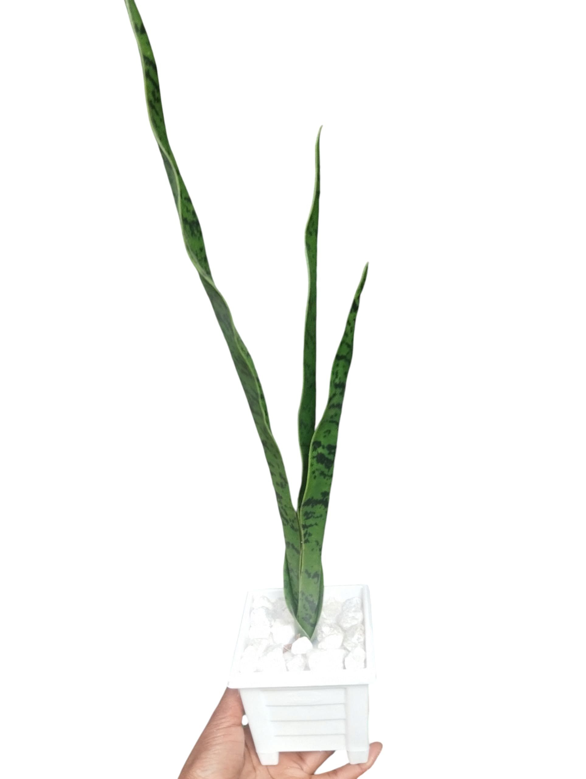 Artificial Green Potted Snake  Plant with White Modern square Pot/ Planter covered with white pebbles