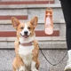 Dogs Go Out Kettle Drinker Portable Water Cup Drinking Water Feeder Pet Accompanying Cup Water Bottle Walking Dog Supplie