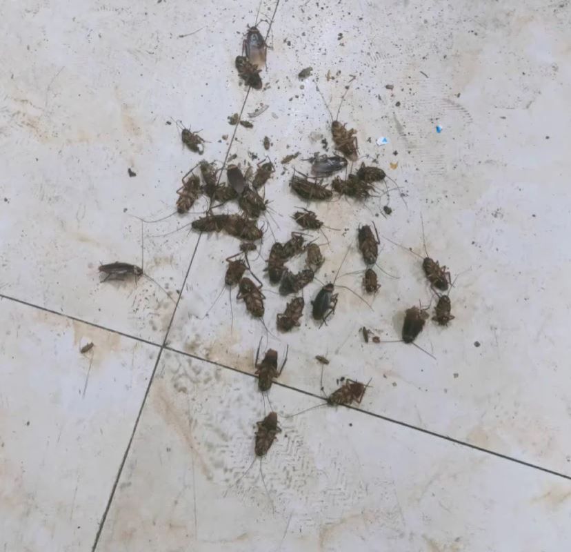 Pest Contol Insecticide Cockroach Powder Bait Killer Repellent