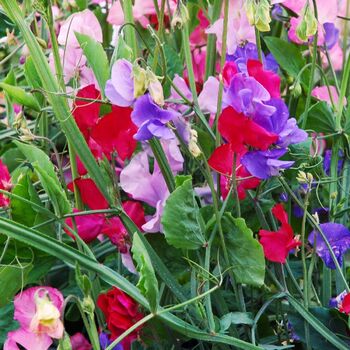 Starke Ayres Sweet Pea Multiflora Flowers Seeds Sweetpea Annual Lathyrus odoratus