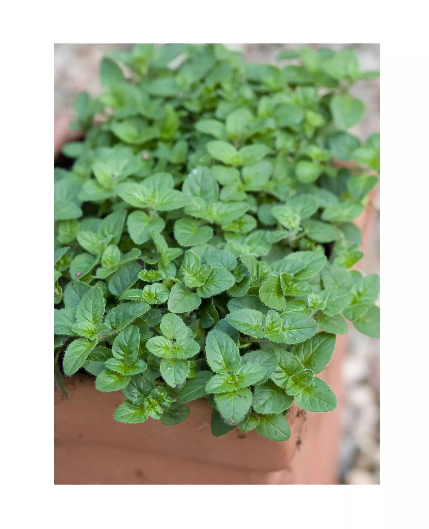 Starke Ayres Oreganum Herbs Seeds - Pairs well with meat, Italian or tomato based dishes.