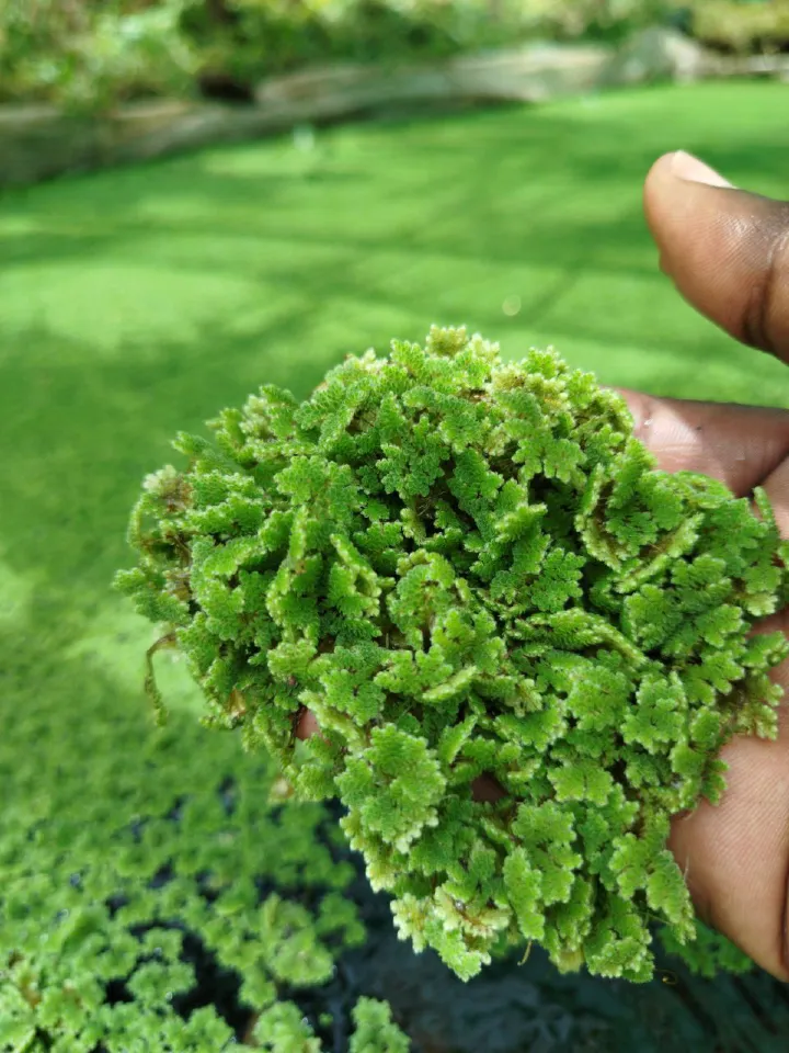 Azolla seeds for replanting with Free Printed Guide - 2000ml / azolla seeds