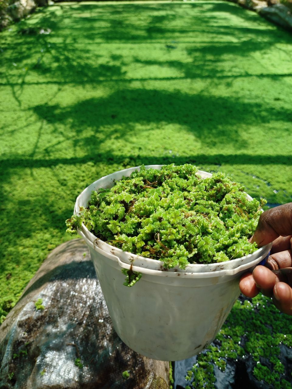 Azolla seeds for replanting with Free Printed Guide - 2000ml / azolla seeds