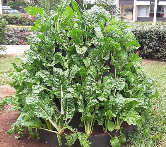 high quality and space saving Vertical garden - 6  layers - 75 plants made from recycled far materials