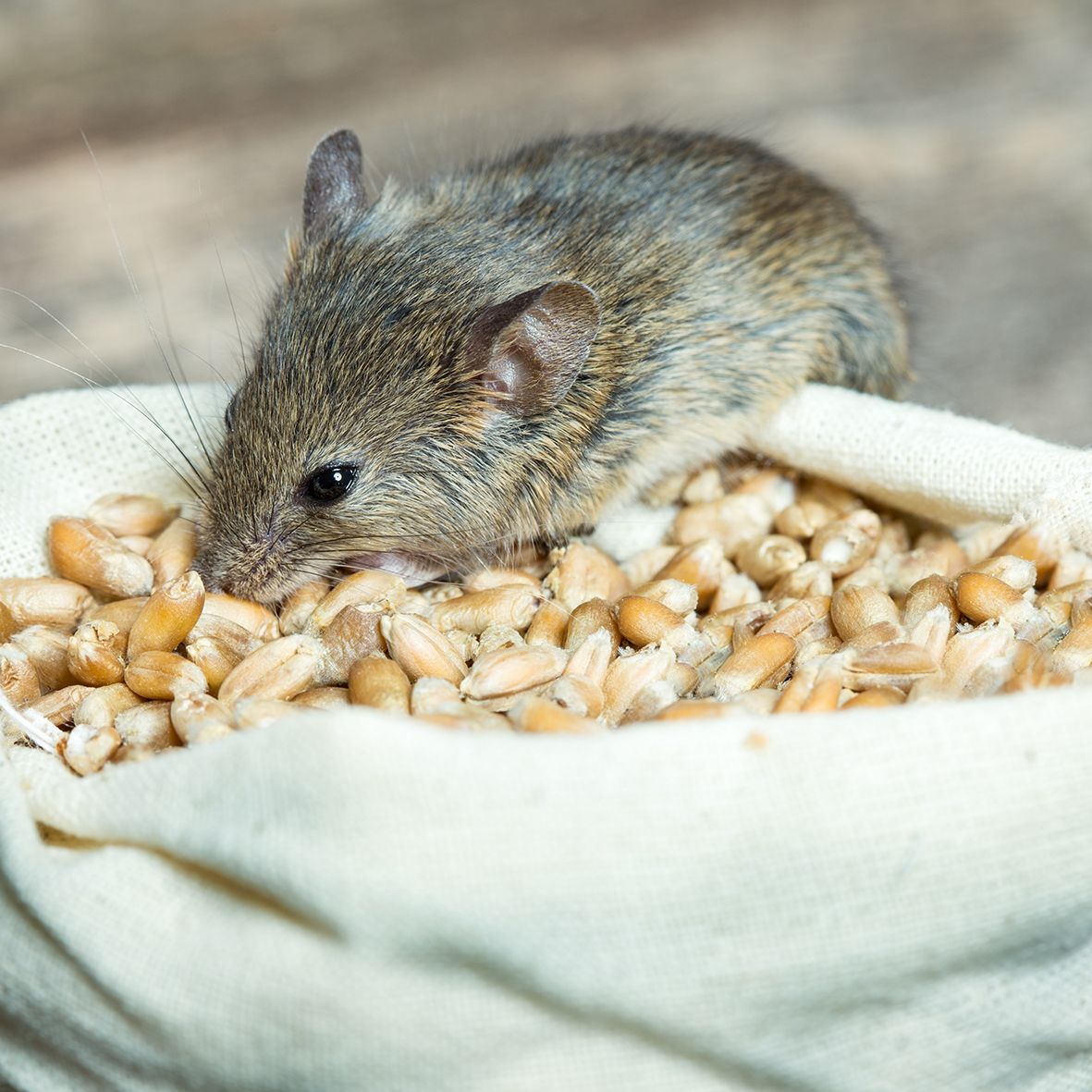 Baraki Pellets Rodenticide 10g