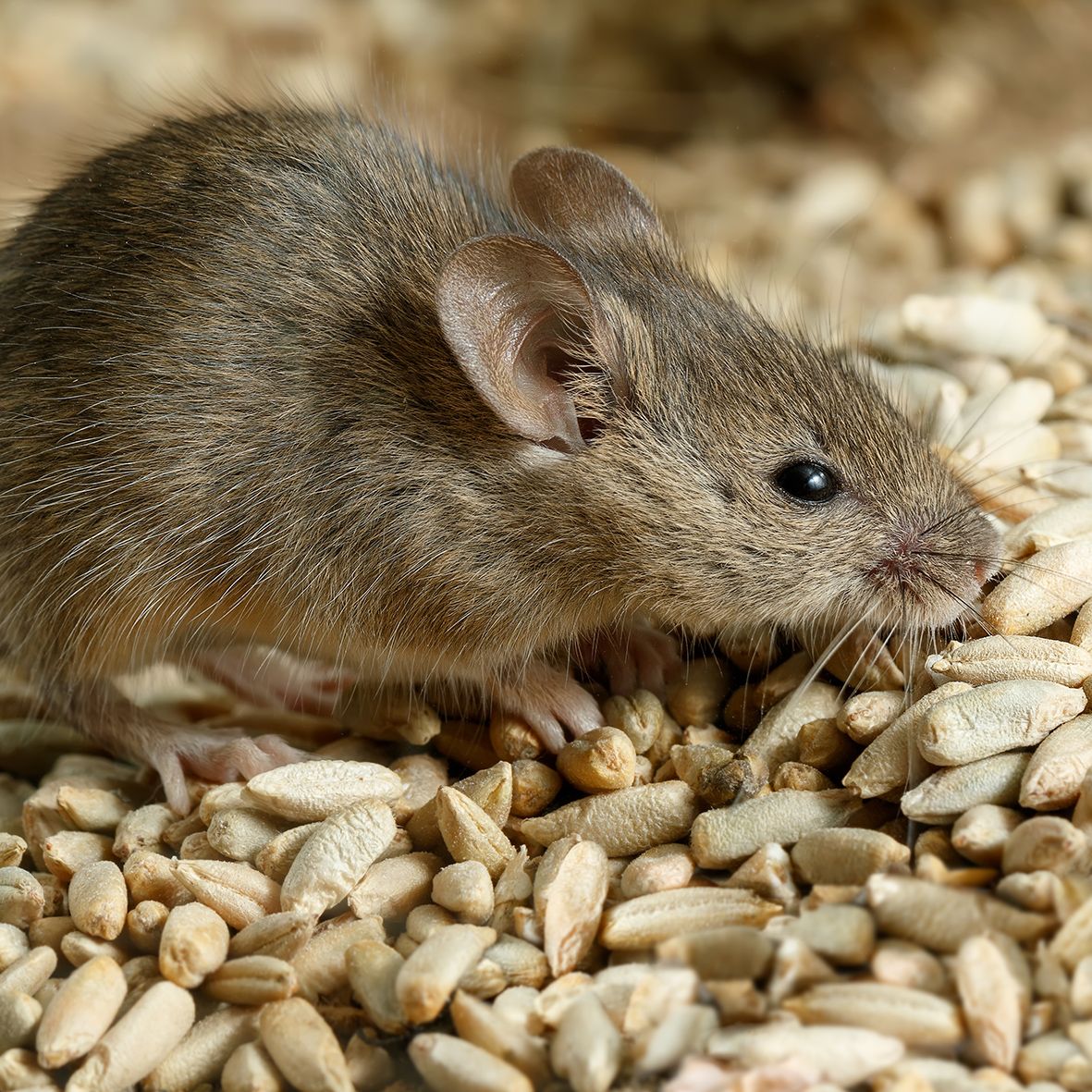 Baraki Pellets Rodenticide 10g