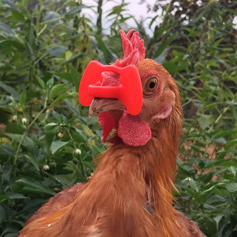 10 / 20 / 50 pcs Chicken Specs Chicken Eye Blinders Peepers Anti-Pecking Glasses - Poultry Eye Guards Stop Cannibalism & Fighting for Layers & Broilers