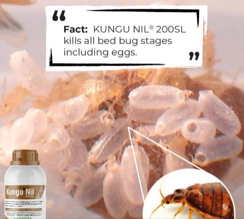 Fast Action!! For Bedbugs KunguNil Pesticide Kills Bedbugs and their eggs So Fast. Kunguni Nil Insecticide against bed bugs ,cockroaches and fleas in  in homes, schools, hotel and other public places