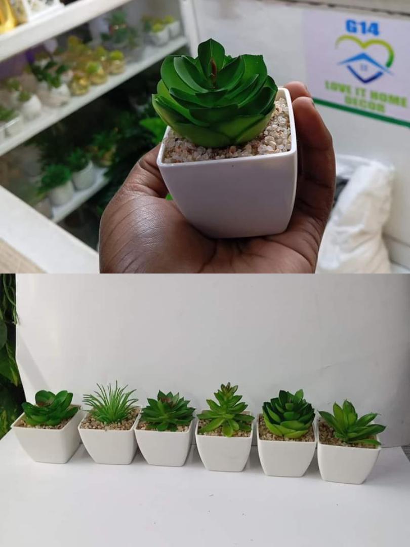 Tiny sacculents 5cm