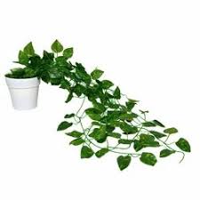 (A SINGLE STRAND)AFFORDABLE HOME DECOR ARTIFICIAL/AESTHETIC IVY GARLAND GRENERY HANGING VINES/LEAVES FOR LIVINGROOM/BEDROOM/BATHROOM DECOR