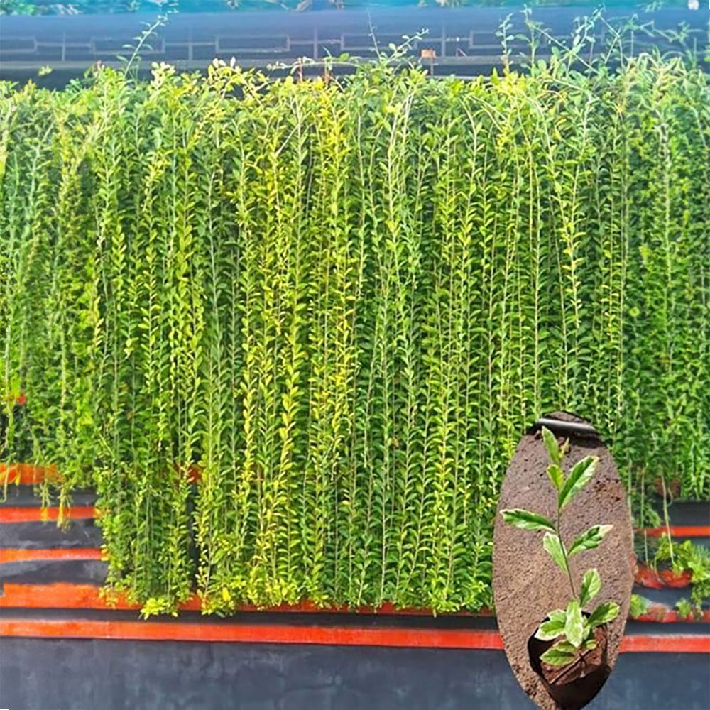ARTIFICIAL HANGING VINES.  BRING COZY, HAPPY VIBES TO YOUR WALLS 💚✨ PERFECT FOR HOME, OFFICE, OR EVENTS. NO VASE NEEDED—JUST EASY, LASTING GREENERY THAT BRIGHTENS ANY SPACE ALL YEAR ROUND!