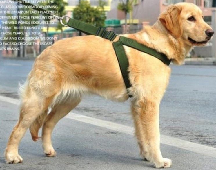 leather dog collar , Complete set Easy grip rolled up leather dog collar and leash Made of pu leather adjustable collar prevents tangling of hair under collar