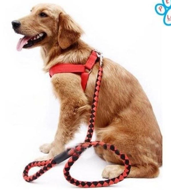dog collar, dog collar grip, Dog leash / harness with collar medium size beautiful and classy