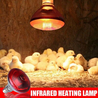 ER256 Automatic Digital Egg Incubator – 256 Eggs Capacity, 80W, AC/DC Powered with Roller Turning & a FREE Infrared Red Chicken Bulb