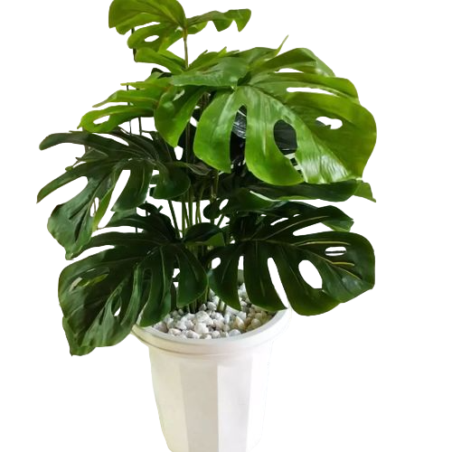 Artificial Monstera Flower , Decor Stones Plus A Vase | add a luxurious touch to your interior setting and the same time,