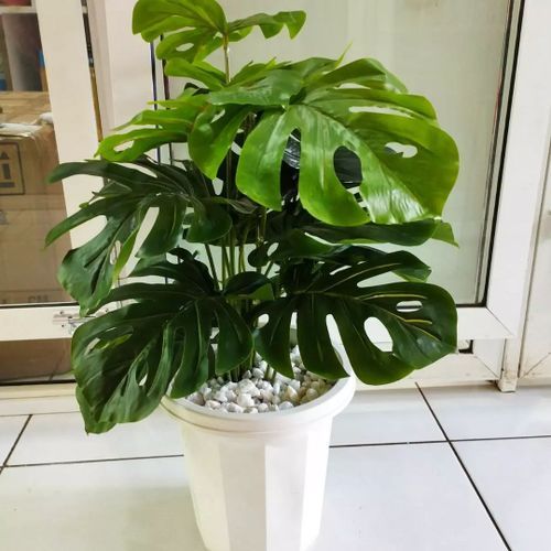 Artificial Monstera Flower , Decor Stones Plus A Vase | add a luxurious touch to your interior setting and the same time,