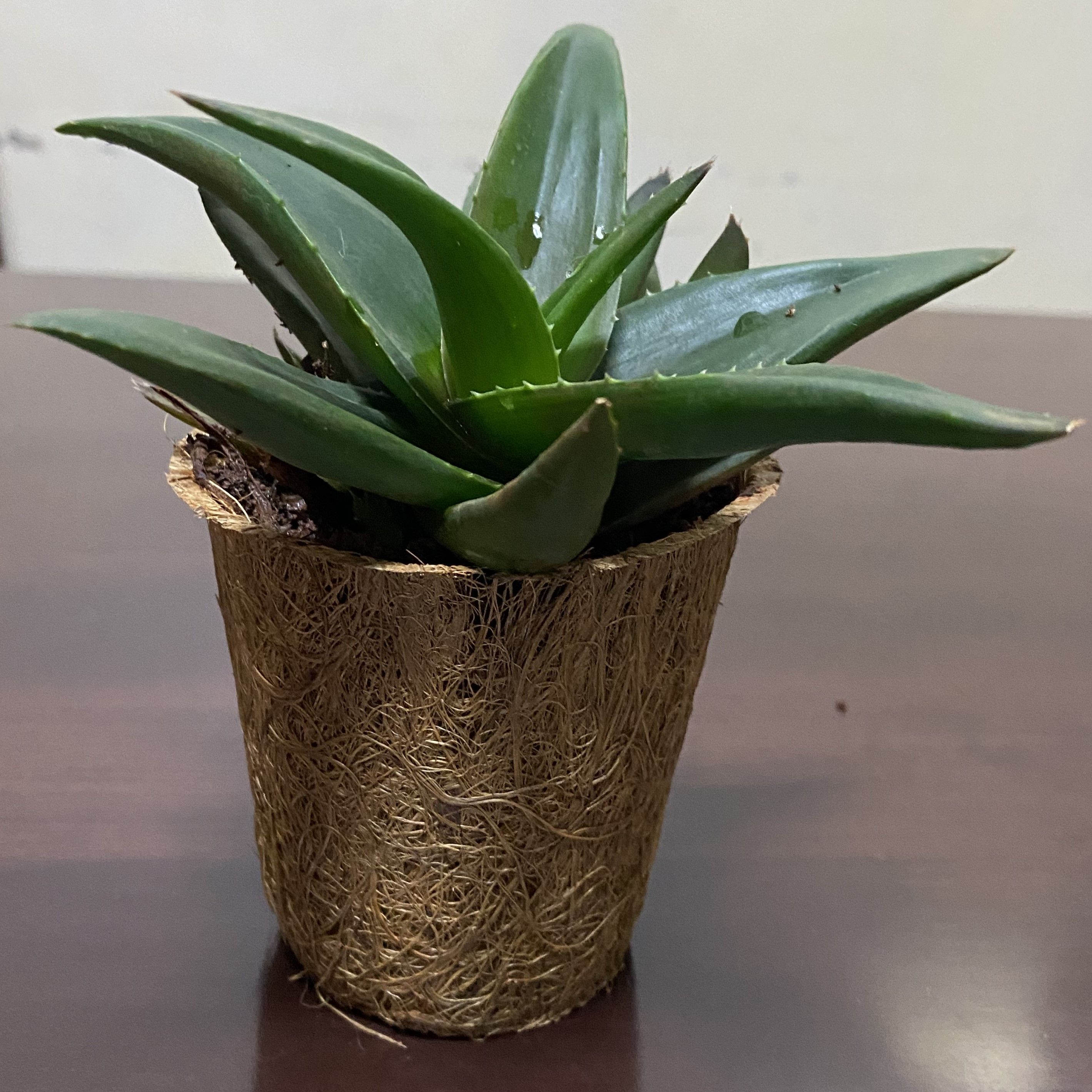 Vuna Coconut Coir Seed Starter Pot, Size 10G, Conical, Measuring bottom2" height 3" and Top3"