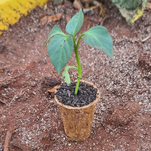 Vuna Coconut Coir Seed Starter Pots, size 3G, 30pcs, Environment Friendly