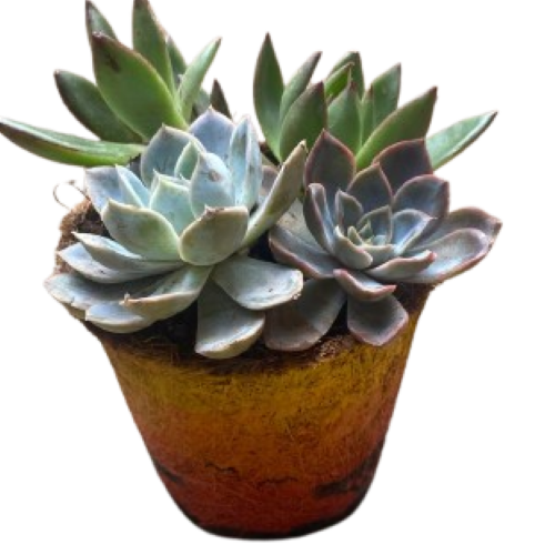 Vuna Coconut Coir Seed Starter Pot, size 25G is Conical measuring  3"X4"X4" which is 750ml. It is ideal for raising tree seedlings and on ornamental plants. Can easily be decorated for ornamental use.