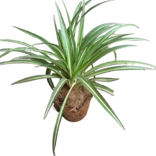 Vuna Coconut Coir Seed Starter Pot, size 25G is Conical measuring  3"X4"X4" which is 750ml. It is ideal for raising tree seedlings and on ornamental plants. Can easily be decorated for ornamental use.