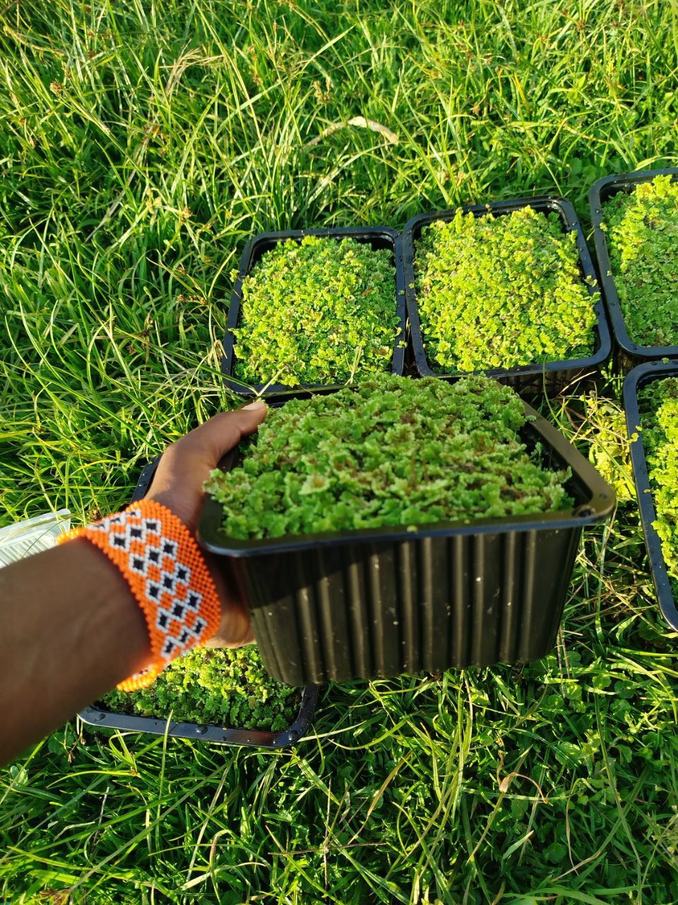 Get Azolla printed guide + 2000 ml seeds for Kenya farmers