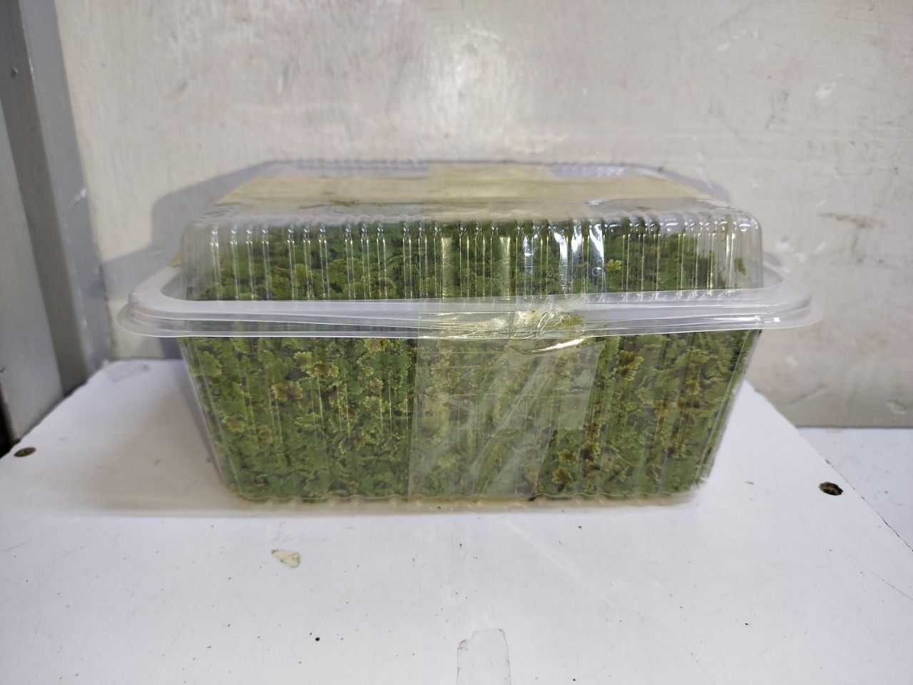 Get Azolla printed guide + 2000 ml seeds for Kenya farmers