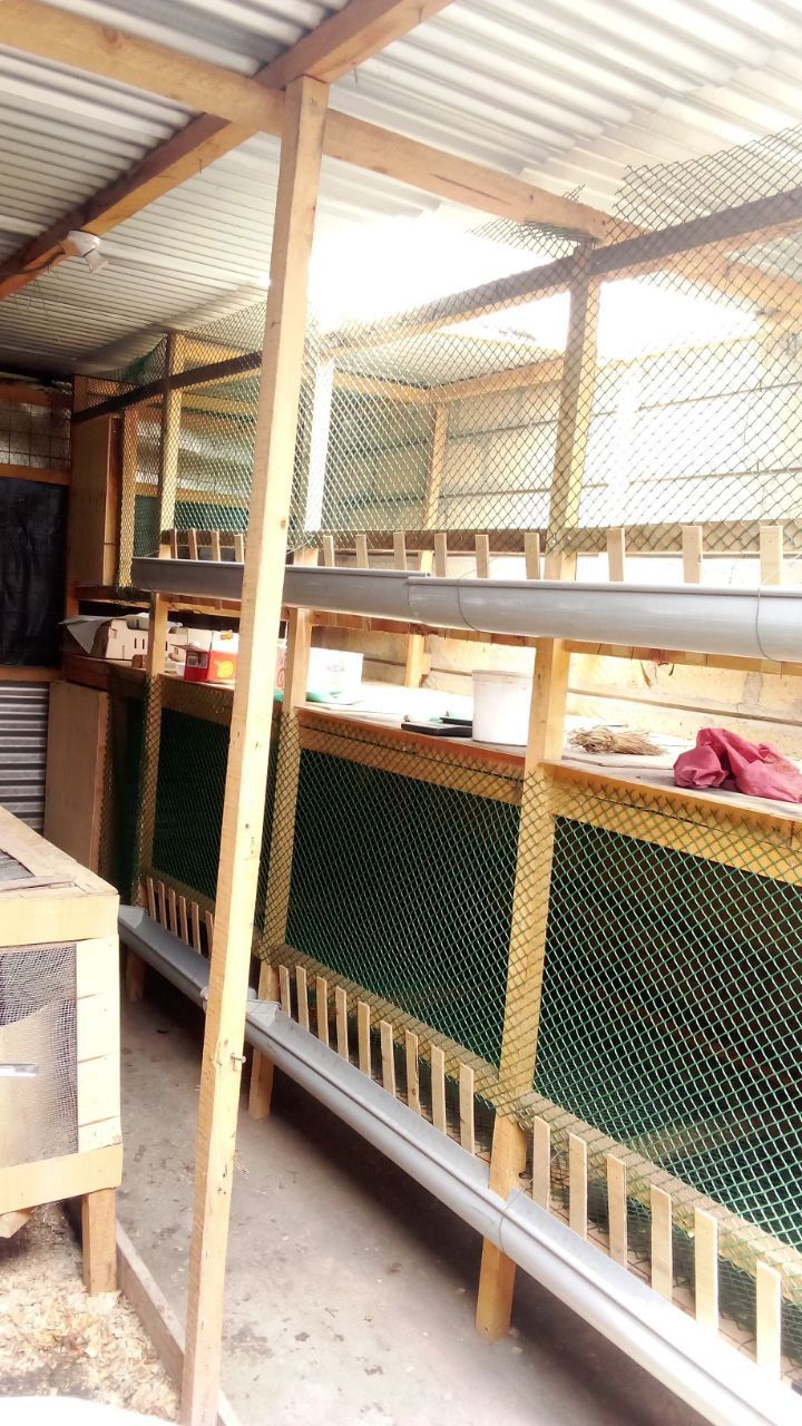 25 METERS PLASTIC CHICKEN MESH