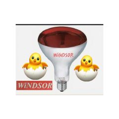 250W Chicken BULB