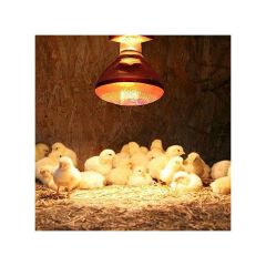 250W Chicken BULB