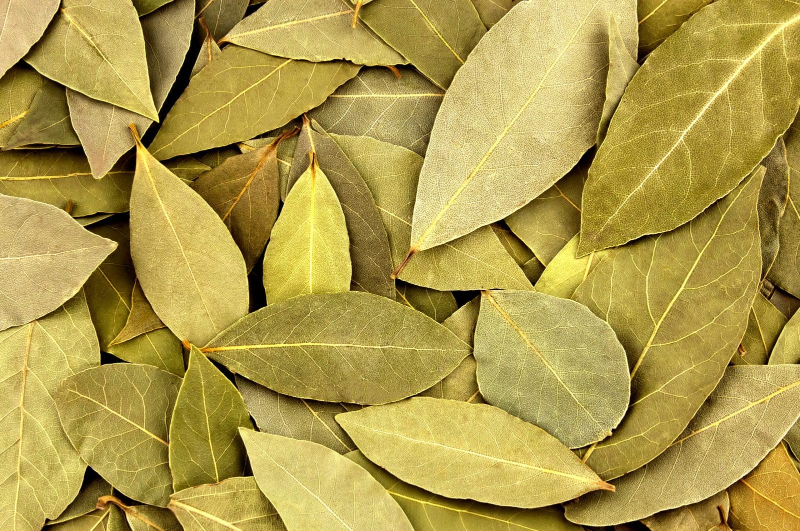 Farm fresh dried bay Leaves 250g