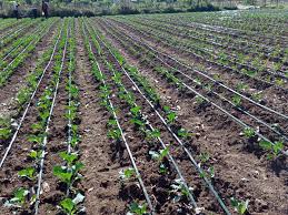 High Density Drip Irrigation Pipe -Spacing 15cm