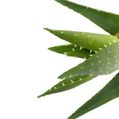 Nice & Lovely Lotion Aloe Vera With Natural Oils