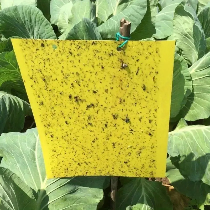 20pcs Strong Fruit Fly Traps Bugs Yellow Sticky Board Pest Control Insect Killer Two-sided Glue Paper Trap For Kill Pests