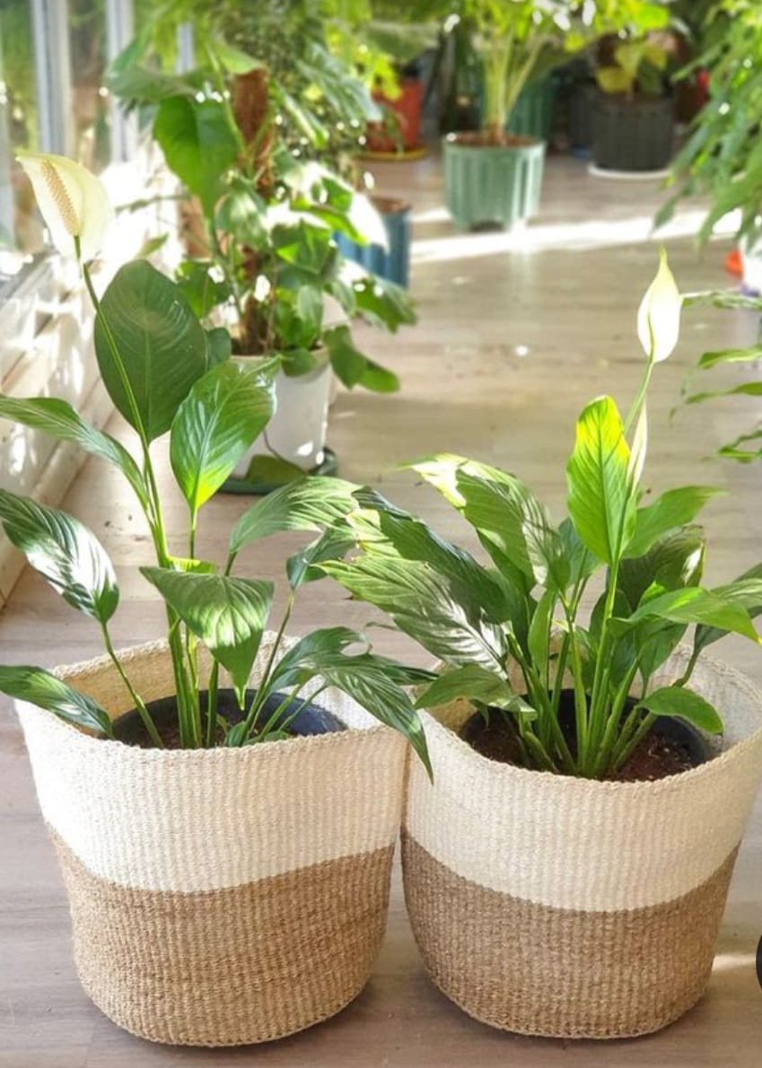 SISAL BASKET- HAND WOVENFLOWER POTBASKET FOR HOME DECOR (good as planters, decor pieces or storage items such as toys also good for  picnics)